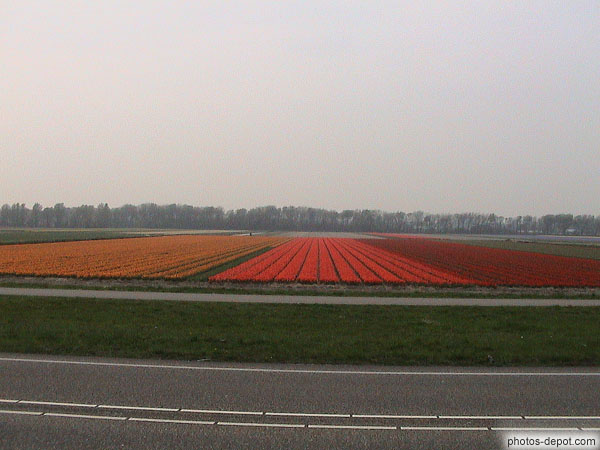 Range tulip time grey photo