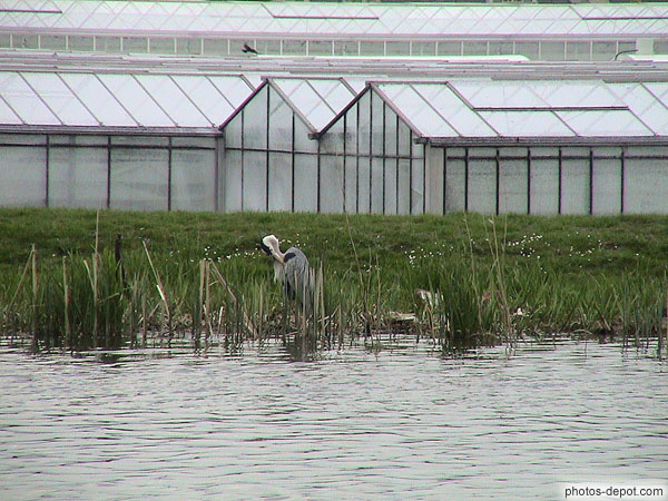 Heron into water photo