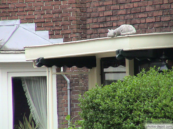 Cat watch photo