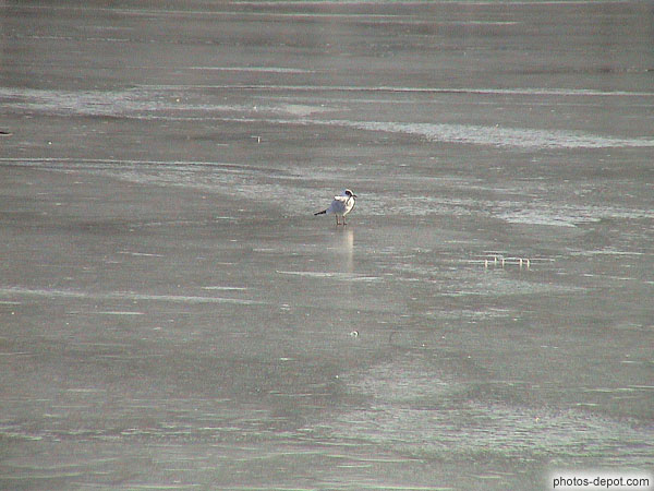 Bird pure atop lake frozen photo