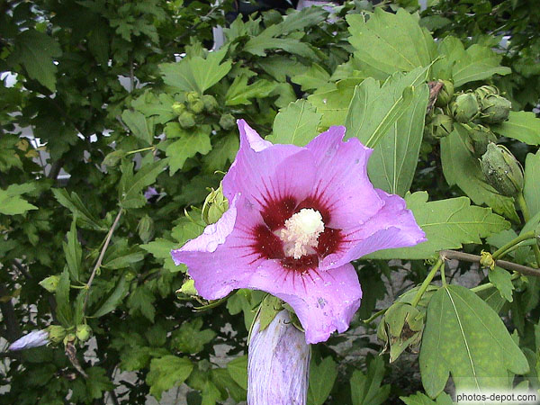 Bloom tree rose photo