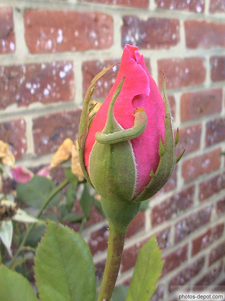 Caterpillar rose photo