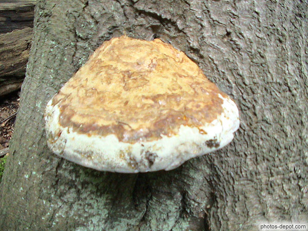 Mushroom trees photo
