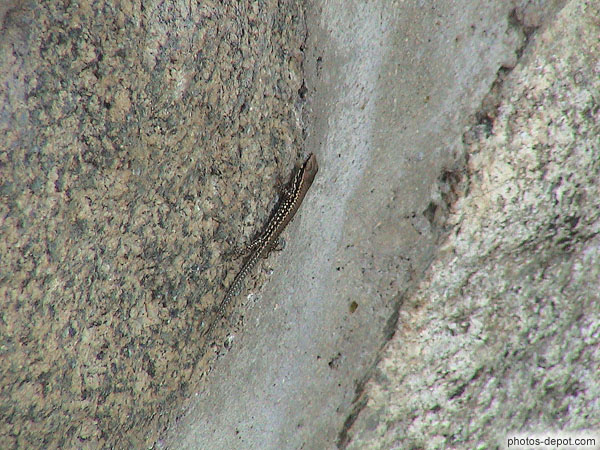 Little lizard photo