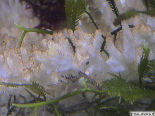 Corail pure photo