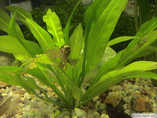 Prawn grey photo