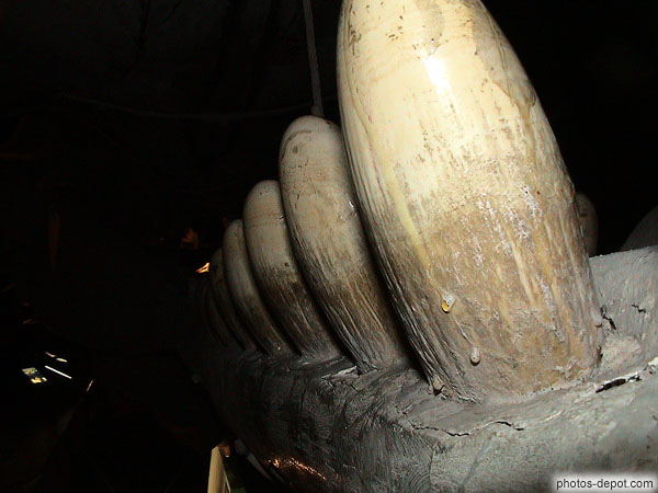 Tooth cachalot photo