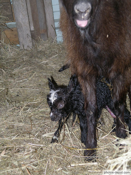 Birth kidskin photo