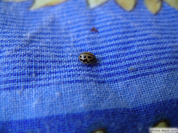 Ladybug photo