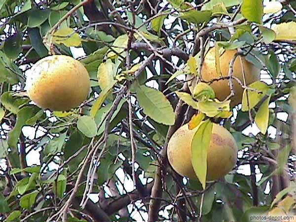 Fruit tropical photo