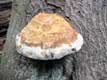 mushrooms