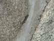 reptiles