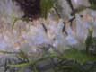 under-see-plants