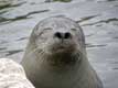 T�te de Phoque commun, yeux ferm�s / Canada, Gaspesie, Bioparc