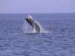 Baleine à bosse jallit hors de l'eau