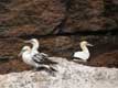 Fous de Bassan sur le rocher / Canada, Gaspesie, Ile Bonaventure