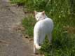 Chat blanc se retourne