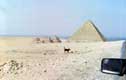 Chien noir devant pyramide / Egypte