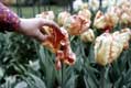 Mains ouvrant les p�tales des tulipes / Hollande, Keukenhof