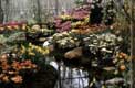 Petit cours d'eau dans jardin fleuri / Hollande, Keukenhof