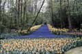 All�e de tulipes bleues bord�es de jaune / Hollande, Keukenhof