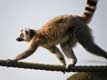 Lmurien Diurne, le Maki catta vit dans les forts sches de Madagascar, les groupes sont dirigs par une femelle
