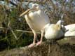 Plican blanc a sous son bec une poche pouvant contenir 12 litres d'eau