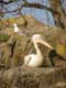 Les plicans blancs pchent en groupe en  rabattant les bancs de poisson