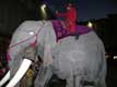 Mont� sur un �l�phant de carton, procession de No�l devant la cath�drale