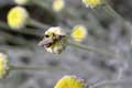 Insecte aux longues antennes sur fleur jaune