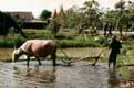 Boeuf labour dans la riziere / Thailande