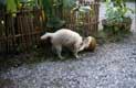 Chien l�chant une noix de coco