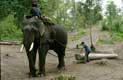 Elephant enchain� tire un tronc d'arbre
