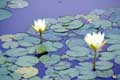 Fleurs de n�nuphars