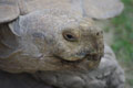 T�te de tortue � �perons g�ante