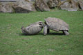 Bagarre de tortues � �peron g�antes