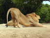 Lion s'�tire