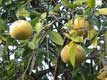 fruit