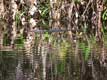 Alligator Américain / USA, Floride, Everglades, Big Cypress
