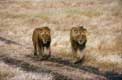Duo de lions à Gorongoro / Afrique, Kenya
