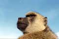 T�te de babouin