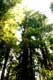Sequoia g�ants de Muir Woods