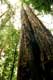 Troncs comme deux colonnes g�antes de S�quoia Muir Woods