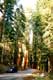 Route dans la for�t de Sequoia g�ants