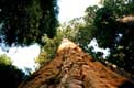 Tronc de Sequoia g�ant s'�levant vers le ciel